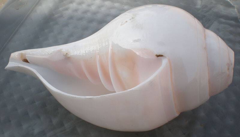 Blowing Conch Shell 6\"+