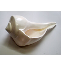 Large Lakshmi Bathing Conch Shell 9"