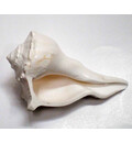 Lakshmi Shankh / Bathing Conch Shell 5.5\"